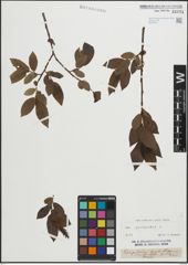 Foto von Salix pentandra L.